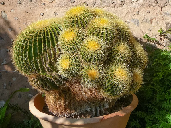 Cactus Angiosperms Eudicots Caryophyllales Cactaceae Plant Detail — Stock Photo, Image