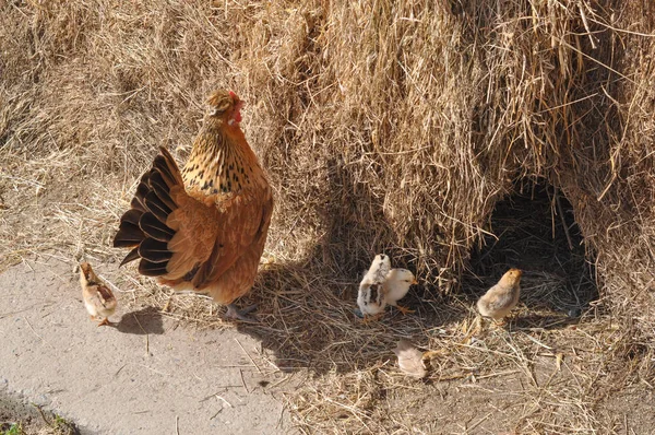 Gallina Pájaro Doméstico Animal Con Pollos Jóvenes — Foto de Stock