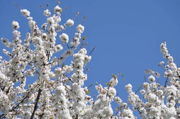 Cerezo Aka Flor Árbol Prunus Flor —  Fotos de Stock