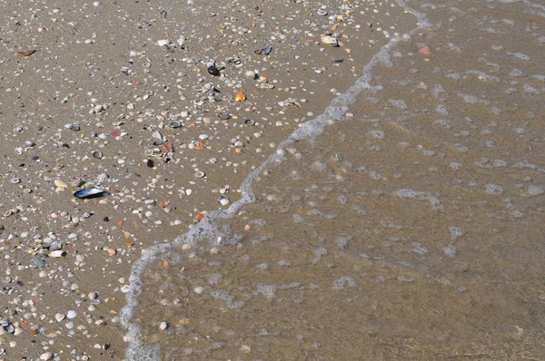 海边沙滩上的贝壳 — 图库照片