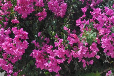 pembe begonviller (aka buganvilla veya bouganvilla) çiçek çiçeklenme