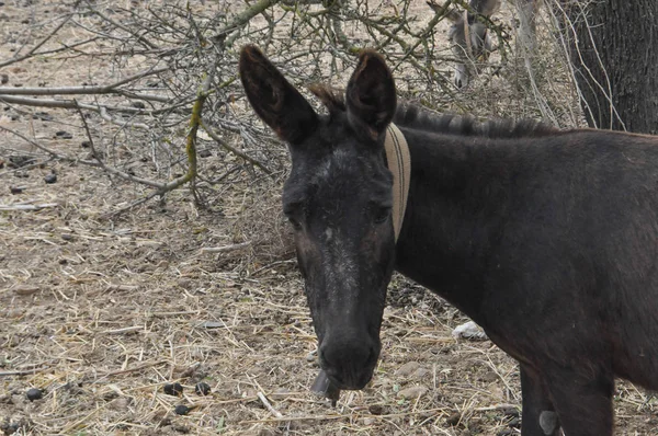 Domesticated Donkey Aka Ass Mammal Animal Outdoor — Stock Photo, Image