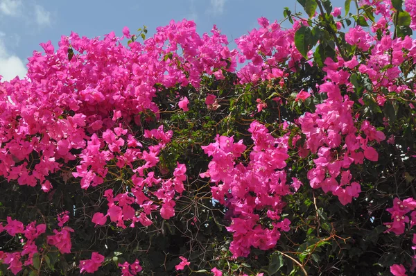 Bougainvillea Rosa Também Conhecido Por Buganvilla Bouganvilla Flor — Fotografia de Stock