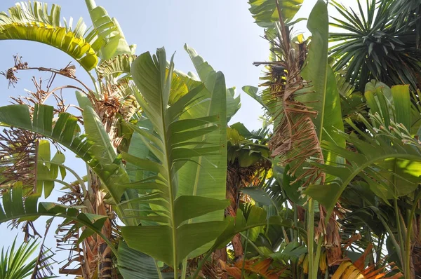 Folhas Uma Árvore Palmeira Arecaceae — Fotografia de Stock