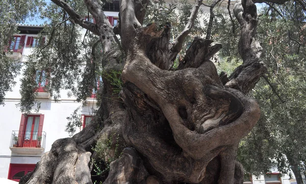 Alter Olivenbaum Palma Mallorca Spanien — Stockfoto