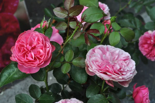 Рожева Троянда Багаторічний Кущ Роза Роза Квітка Розквітає — стокове фото