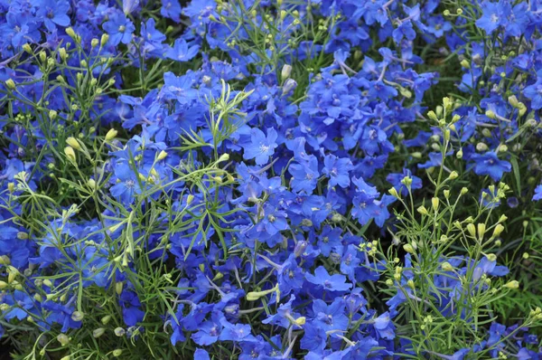 Blommor Och Växter Som Användbar Som Bakgrund — Stockfoto