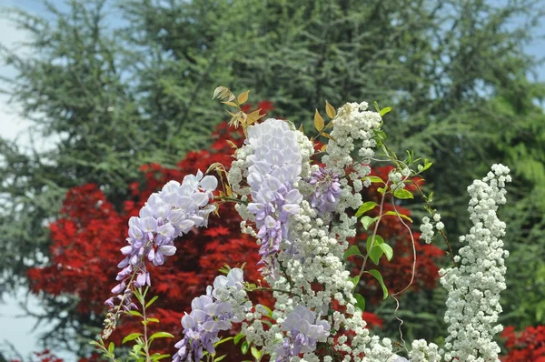 Vita Blommor Användbar Som Naturlig Bakgrund — Stockfoto