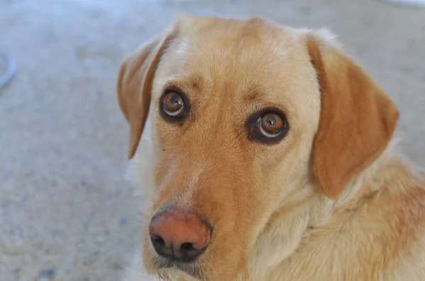 Labrador Retriever Dog Aka Simply Labrador Lab — Stock Photo, Image