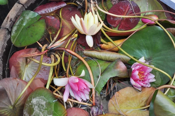 Çiçek Bitki Arka Plan Olarak Yararlı — Stok fotoğraf