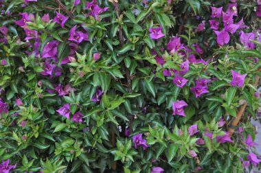 çiçek ve bitki arka plan olarak yararlı