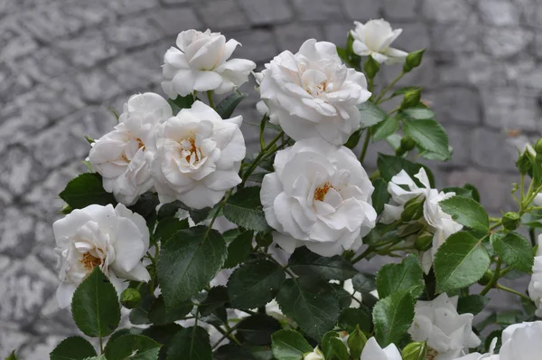 White Rose Perennial Shrub Genus Rosa Flower Bloom — Stock Photo, Image