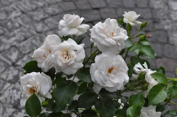 Біла Троянда Багаторічний Кущ Роза Роза Квітка Розквітає — стокове фото