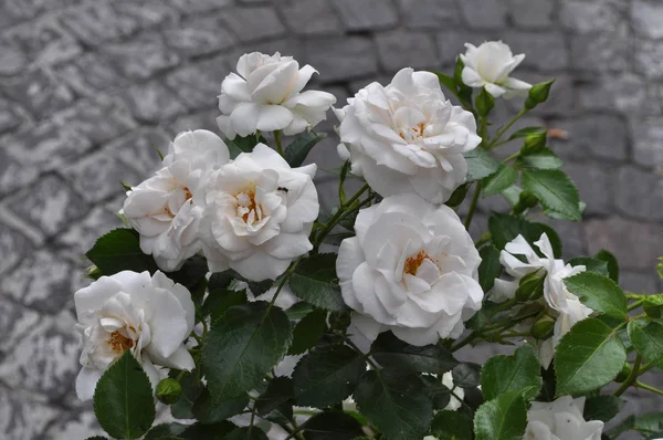 Witte Roos Blijvende Struik Geslacht Rosa Bloem Bloei — Stockfoto