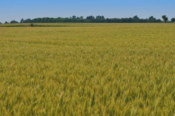Pole Pšenice Kukuřice Užitečné Jako Pozadí — Stock fotografie