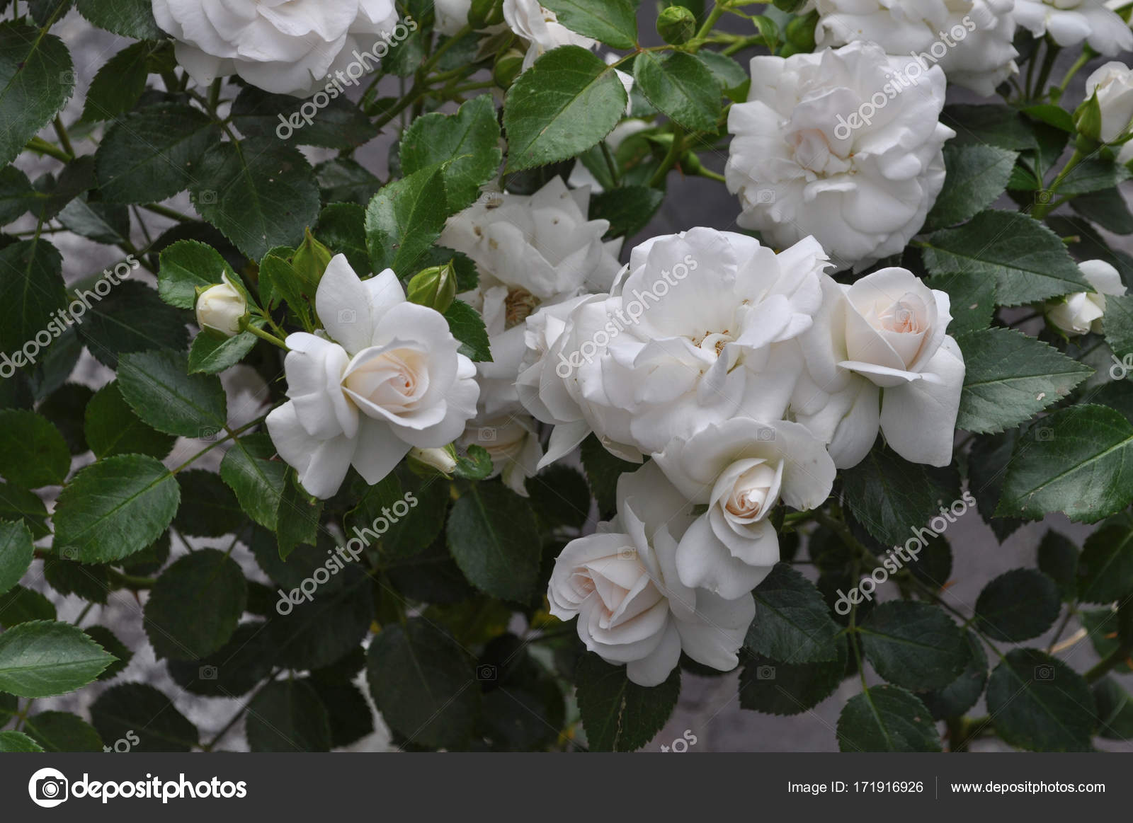 Fleur Fleur Arbuste Vivace Rose Blanche Genre Rosa