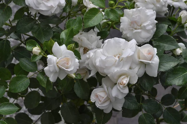 White Rose Perennial Shrub Genus Rosa Flower Bloom — Stock Photo, Image