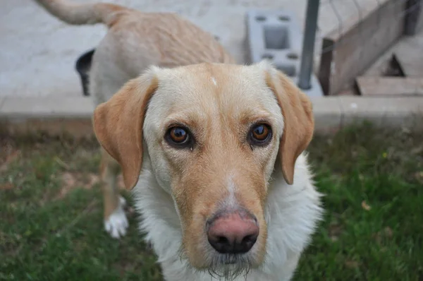 Labrador Retriever Dog Aka Simplemente Labrador Lab — Foto de Stock