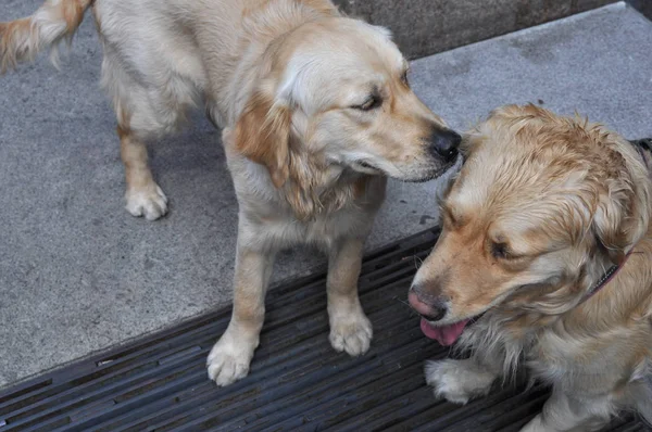 Two Domestic Dogs Aka Canis Lupus Familiaris Mammal Animal — Stock Photo, Image