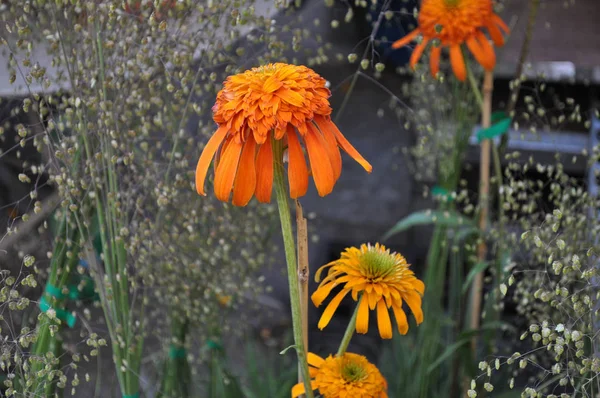 Flores Plantas Útiles Como Fondo — Foto de Stock