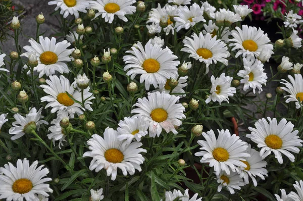 白いカモミール Chamaemelum 花別名カモミール デイジー花を咲かせ — ストック写真