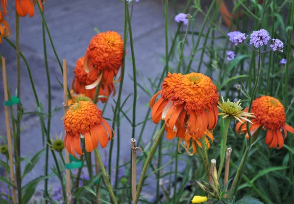 Bloemen Planten Nuttig Als Achtergrond — Stockfoto