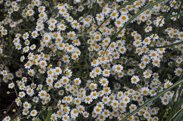 White Chamomile Chamaemelum Flower Aka Camomile Daisy Flower Bloom — Stock Photo, Image
