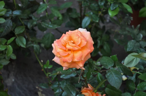 Laranja Rosa Arbusto Perene Gênero Rosa Flor Flor — Fotografia de Stock