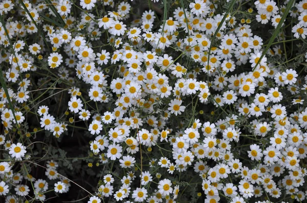 Λουλούδι Λευκό Χαμομήλι Chamaemelum Γνωστός Και Χαμομήλι Μαργαρίτα Λουλούδι Ανθίσει — Φωτογραφία Αρχείου
