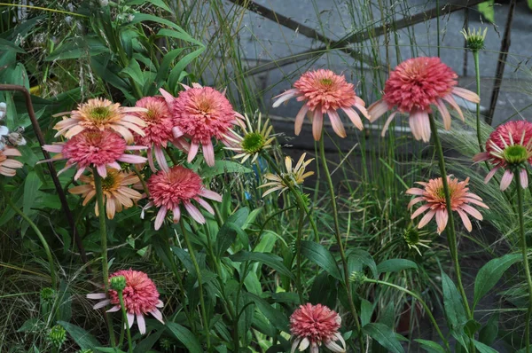 Цветы Растения Полезные Качестве Фона — стоковое фото