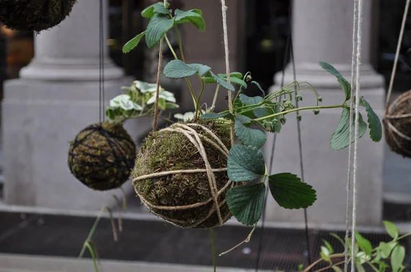 花や植物の背景として役に立つ — ストック写真