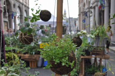 çiçek ve bitki arka plan olarak yararlı