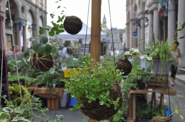 çiçek ve bitki arka plan olarak yararlı