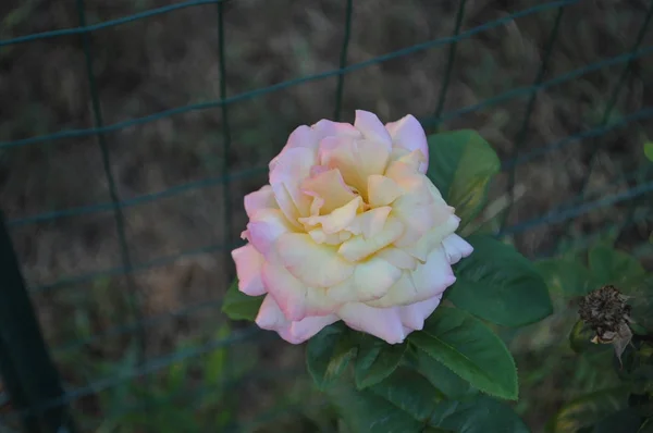 Rosa Rose Mehrjähriger Strauch Gattung Rosa Blüte — Stockfoto