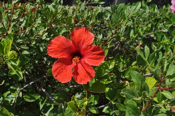 Röd Blomma Användbar Som Naturlig Bakgrund — Stockfoto