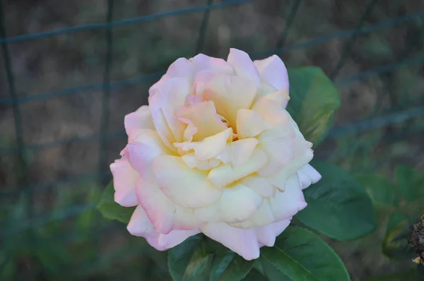 Rosa Rose Mehrjähriger Strauch Gattung Rosa Blüte — Stockfoto