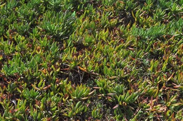 Carpobrotus Chilensis Druh Šťavnaté Rostliny Známé Pod Obecným Názvem Mořské — Stock fotografie