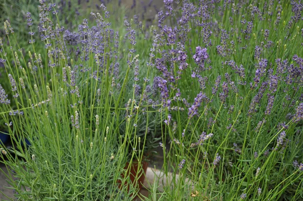 Lavanda Azul Lavandula Angustifolia Aka Lavanda Comum Flor Lavanda Verdadeira — Fotografia de Stock