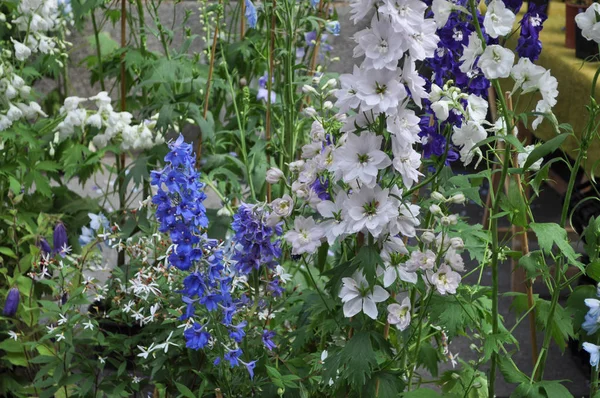 Blommor Och Växter Som Användbar Som Bakgrund — Stockfoto