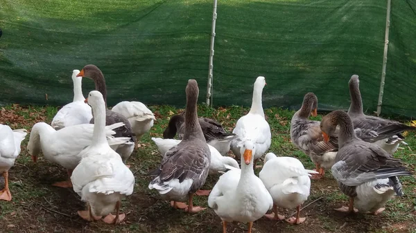 Many Ducks Bird Animals Grass — Stock Photo, Image