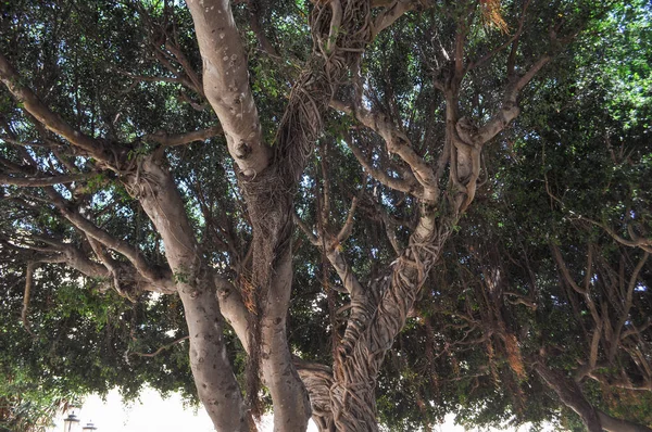 Moreton Bay Fig Ficus Macrophylla Aka Árbol Del Banyan Australiano —  Fotos de Stock