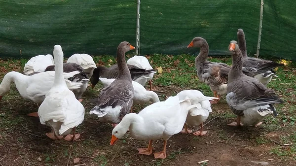 Many Ducks Bird Animals Grass — Stock Photo, Image