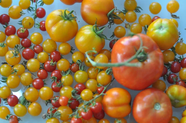 Pomidory Solanum Lycopersicum Warzywa Wegetariańskie Wegańskie — Zdjęcie stockowe