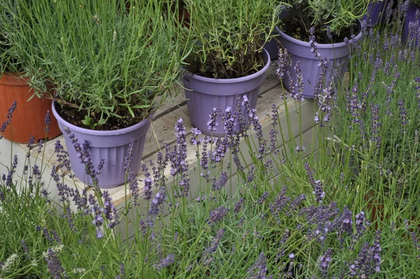 Голубая Лаванда Lavandula Angustifolia Обыкновенная Лаванда Настоящий Цветок Лаванды — стоковое фото