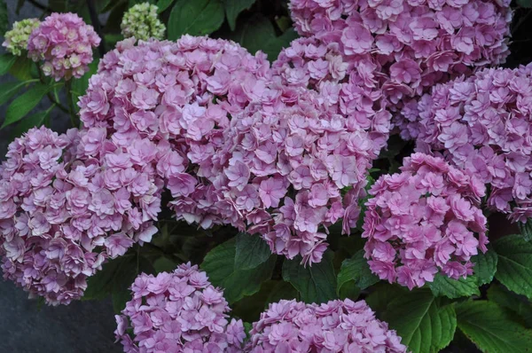 Hortensia Rosa Hydrangea Flor Del Orden Cornales Hydrangeaceae Flor — Foto de Stock