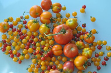 Domatesler (Solanum lycopersicum) vejetaryen ve vejetaryen yiyecekler