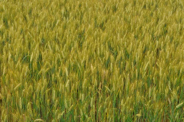 Campo Milho Trigo Útil Como Pano Fundo — Fotografia de Stock