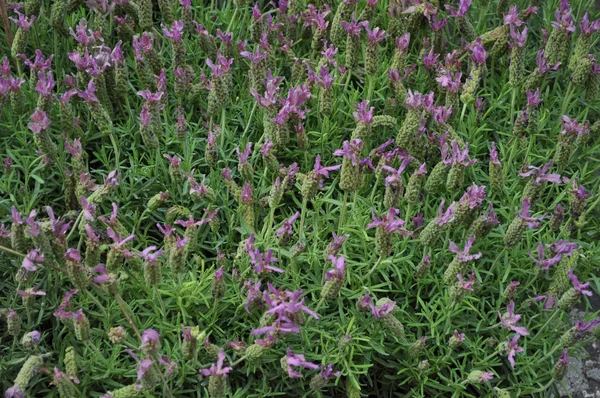 Голубая Лаванда Lavandula Angustifolia Обыкновенная Лаванда Настоящий Цветок Лаванды — стоковое фото