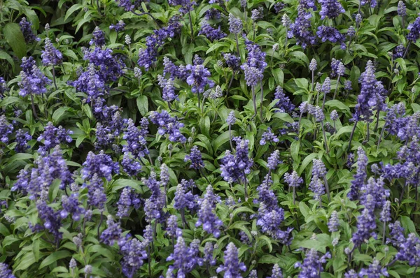 Sábio Salvia Officinalis Aka Sálvia Jardim Planta Sálvia Comum — Fotografia de Stock