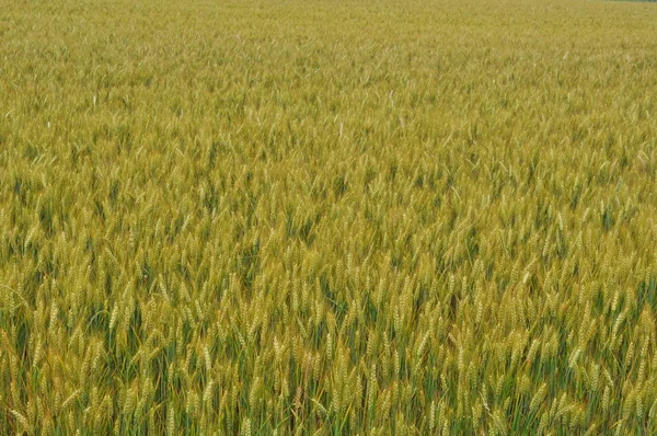 背景として役に立つ小麦トウモロコシのフィールド — ストック写真
